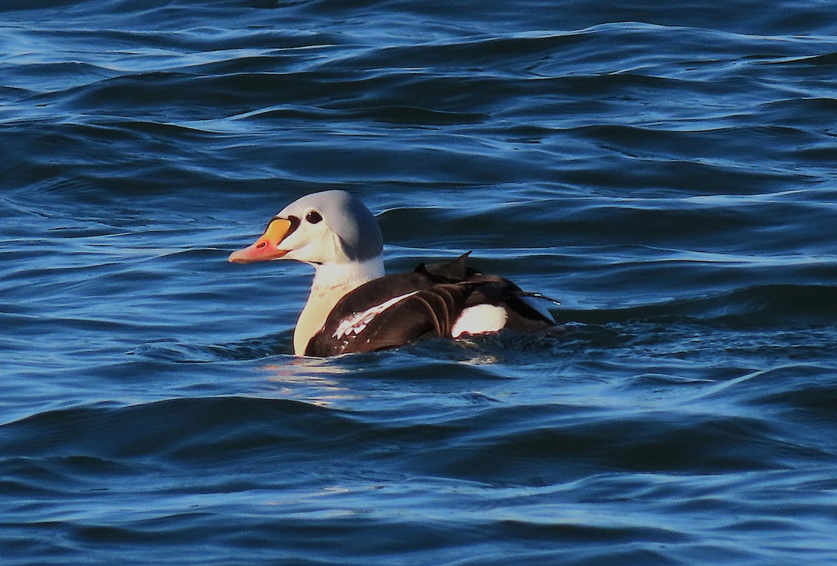 Гага-гребенушка - ML647661041