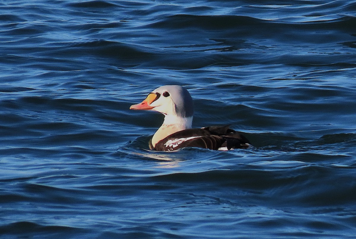 Гага-гребенушка - ML647661042