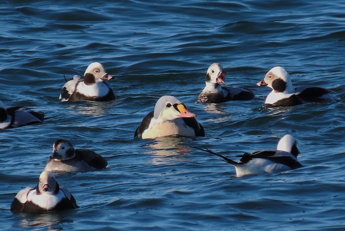 Гага-гребенушка - ML647661047