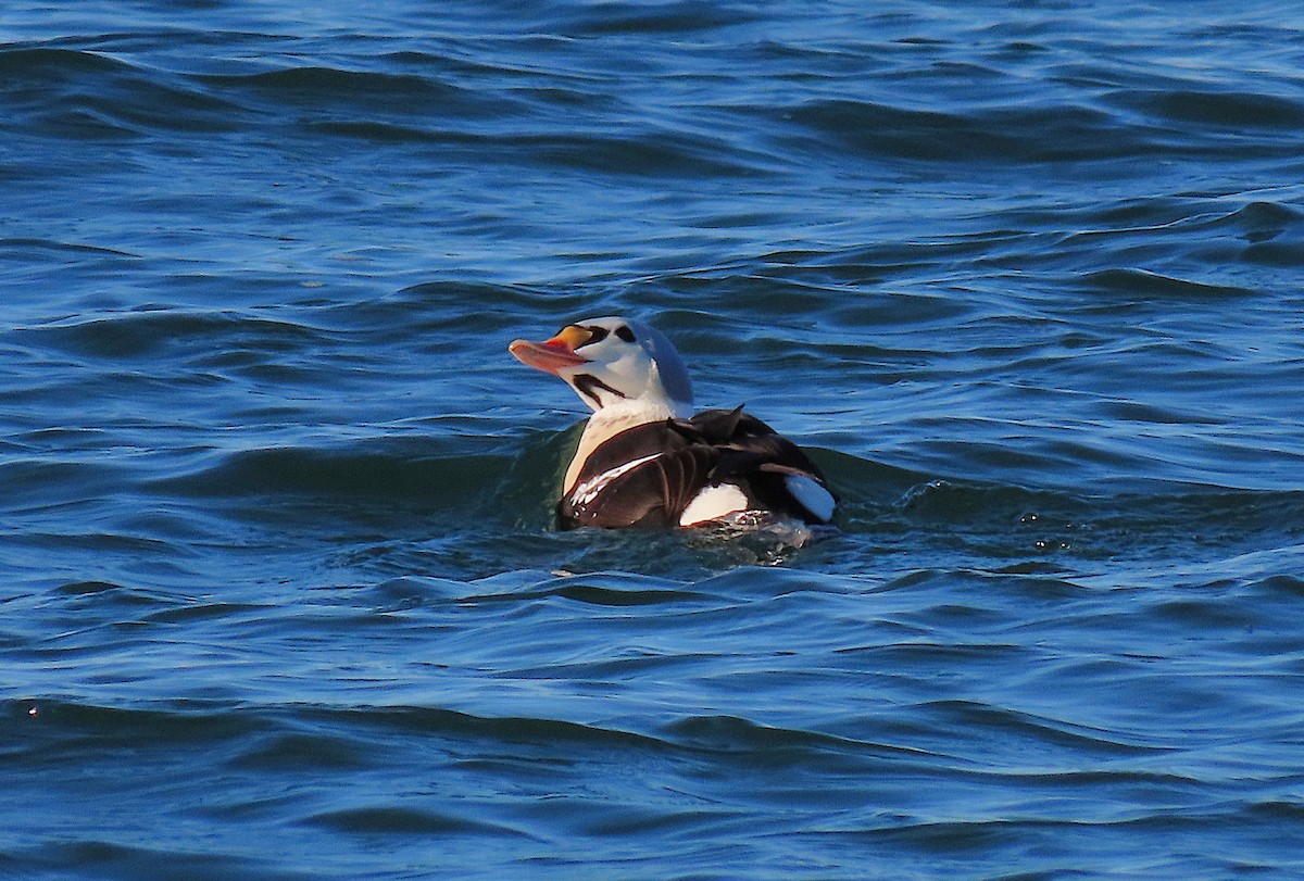 Гага-гребенушка - ML647661049