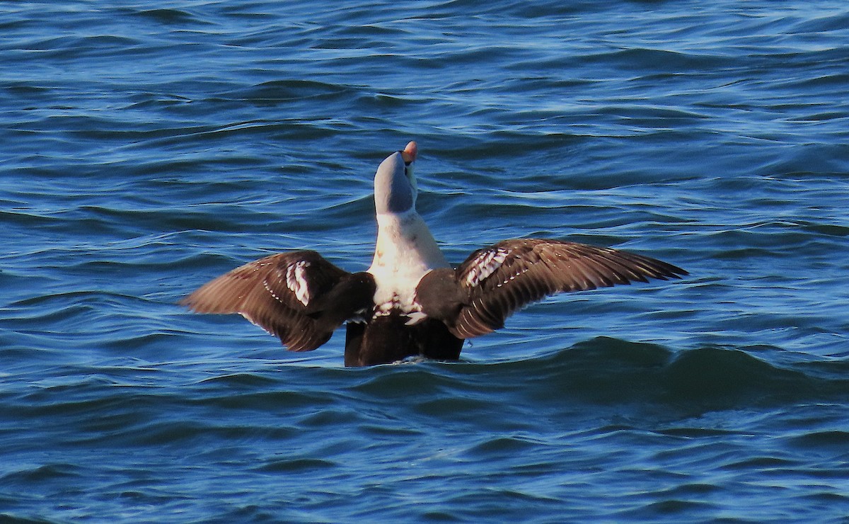 Гага-гребенушка - ML647661050