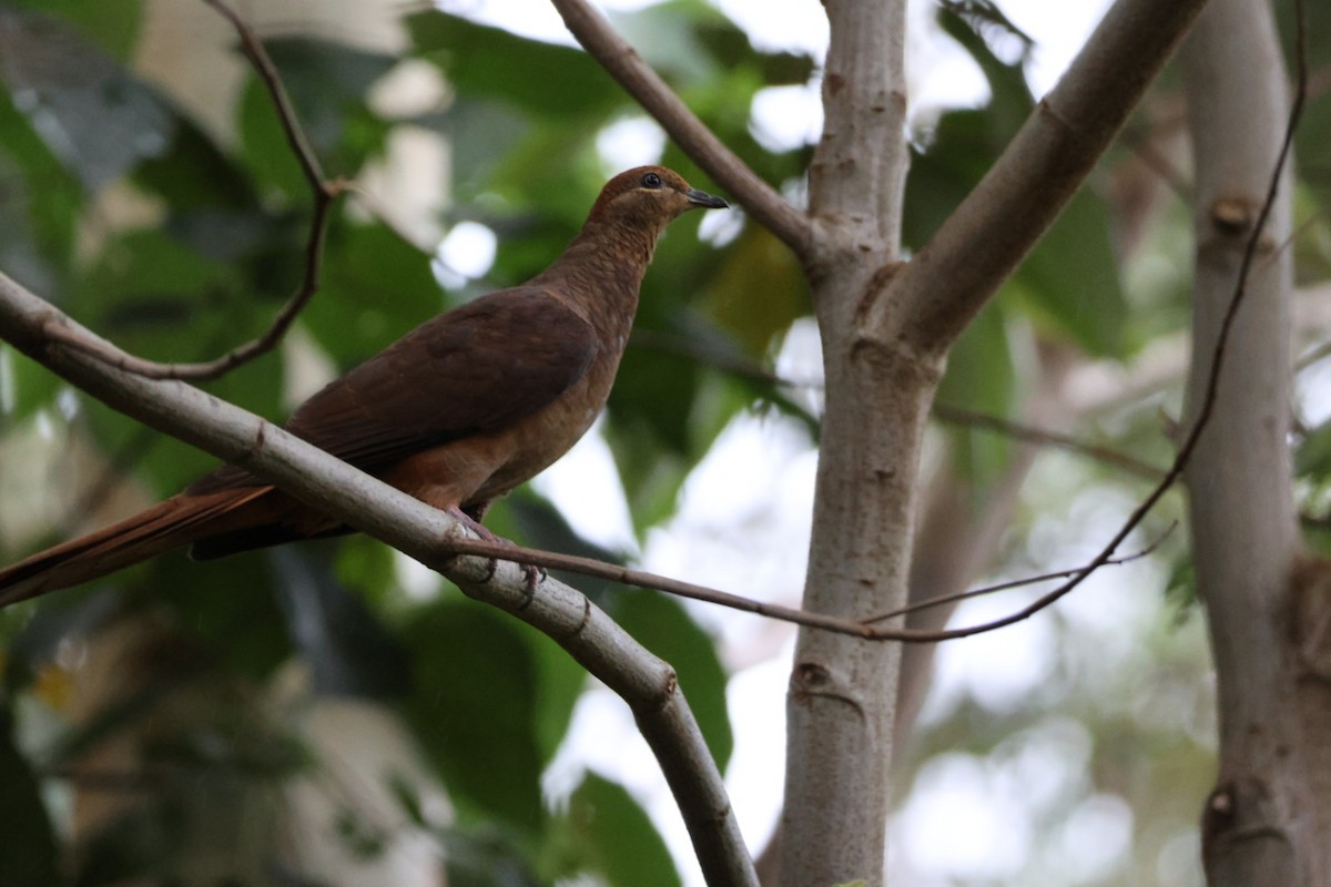 Brown Cuckoo-Dove - ML647661078