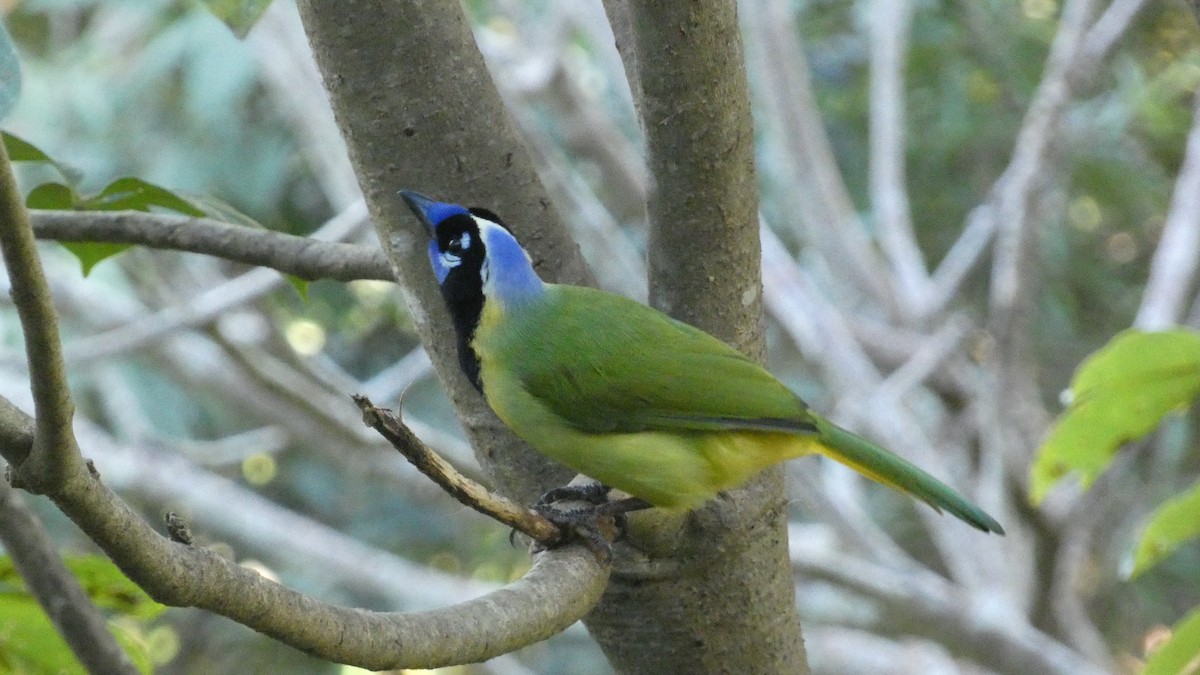 Green Jay - ML647661086