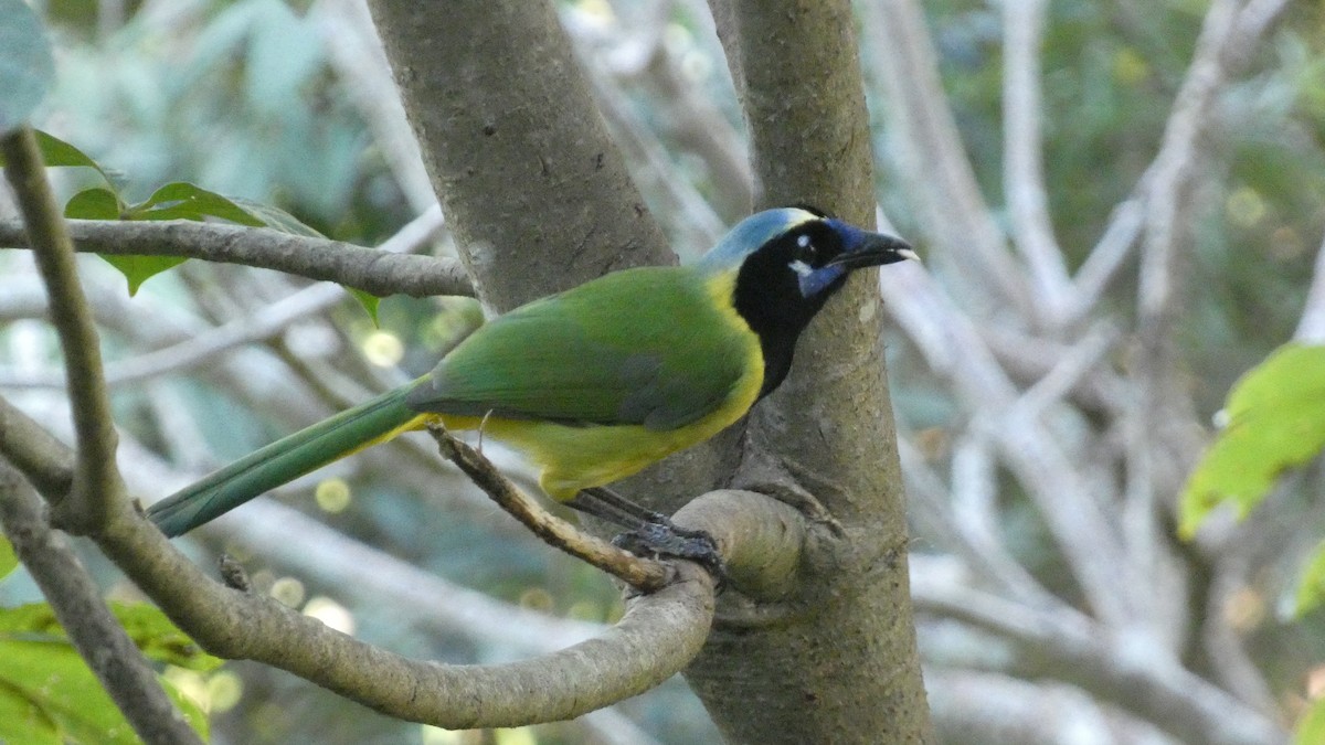 Green Jay - ML647661087