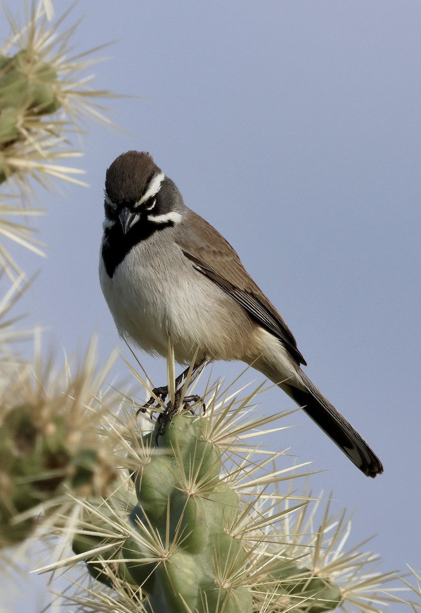 ノドグロヒメドリ - ML647661097