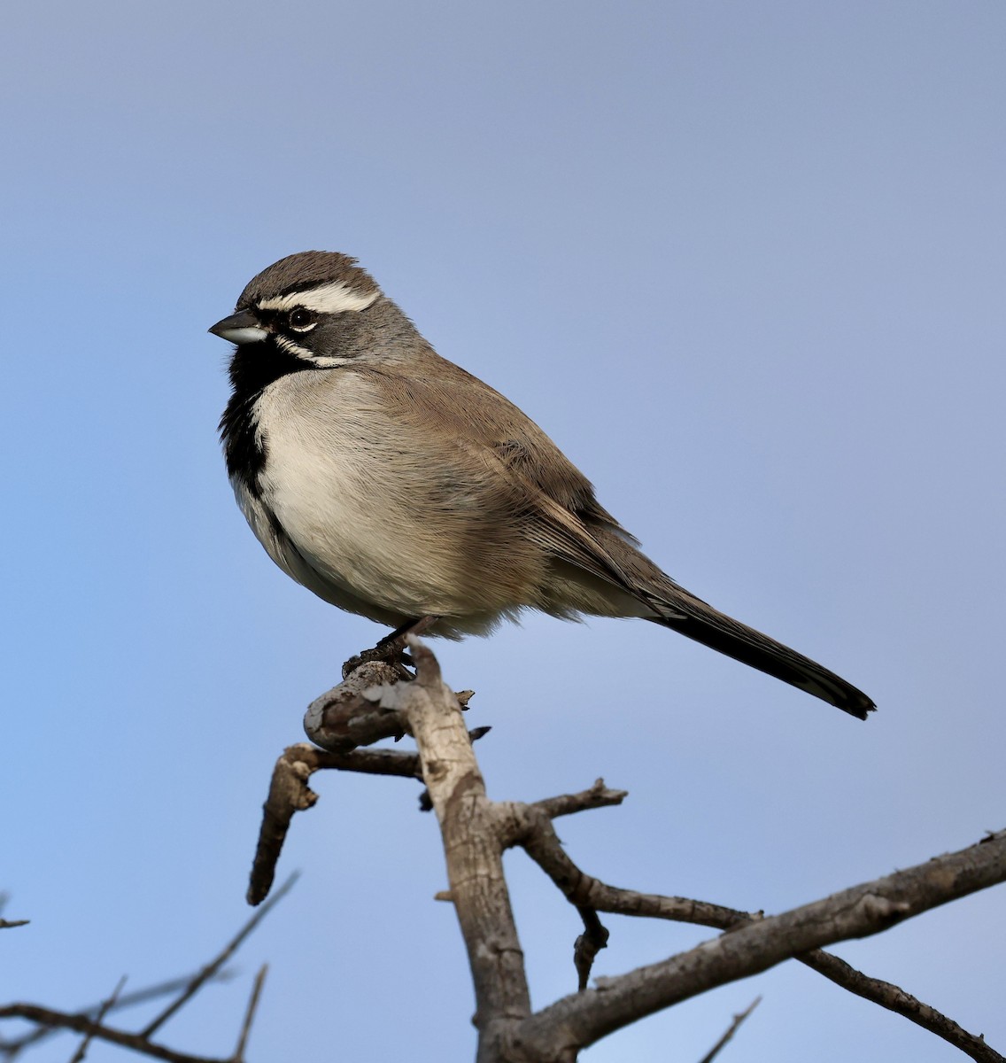 ノドグロヒメドリ - ML647661098