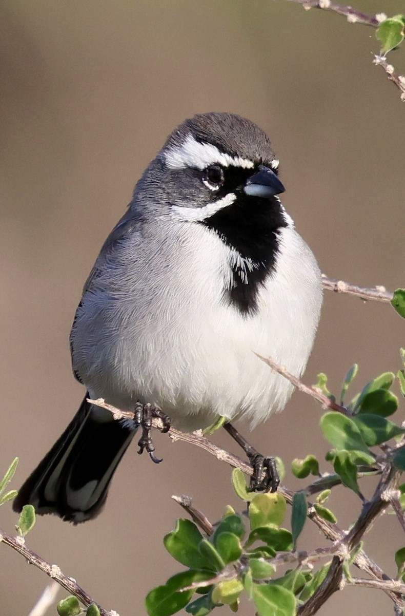 ノドグロヒメドリ - ML647661099