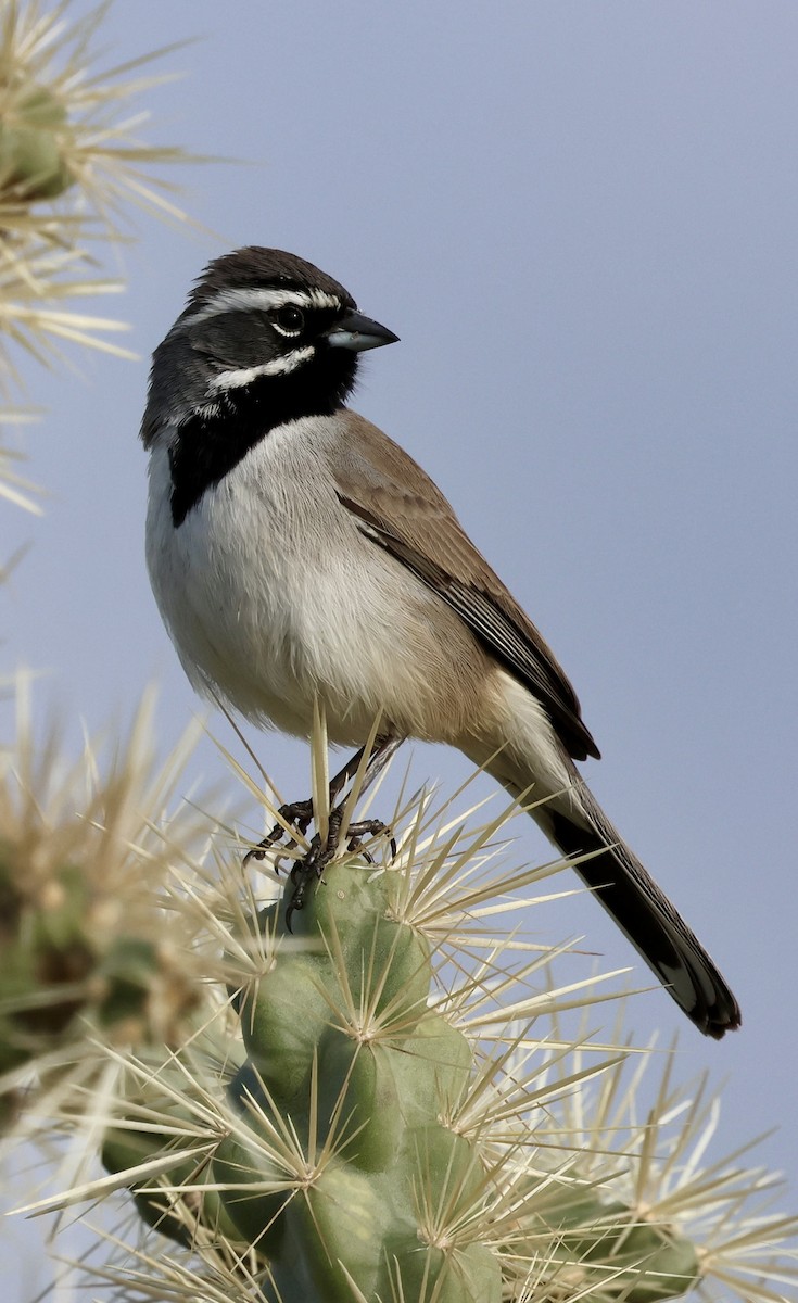 ノドグロヒメドリ - ML647661100