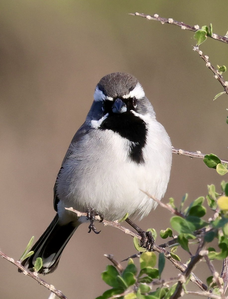 ノドグロヒメドリ - ML647661101