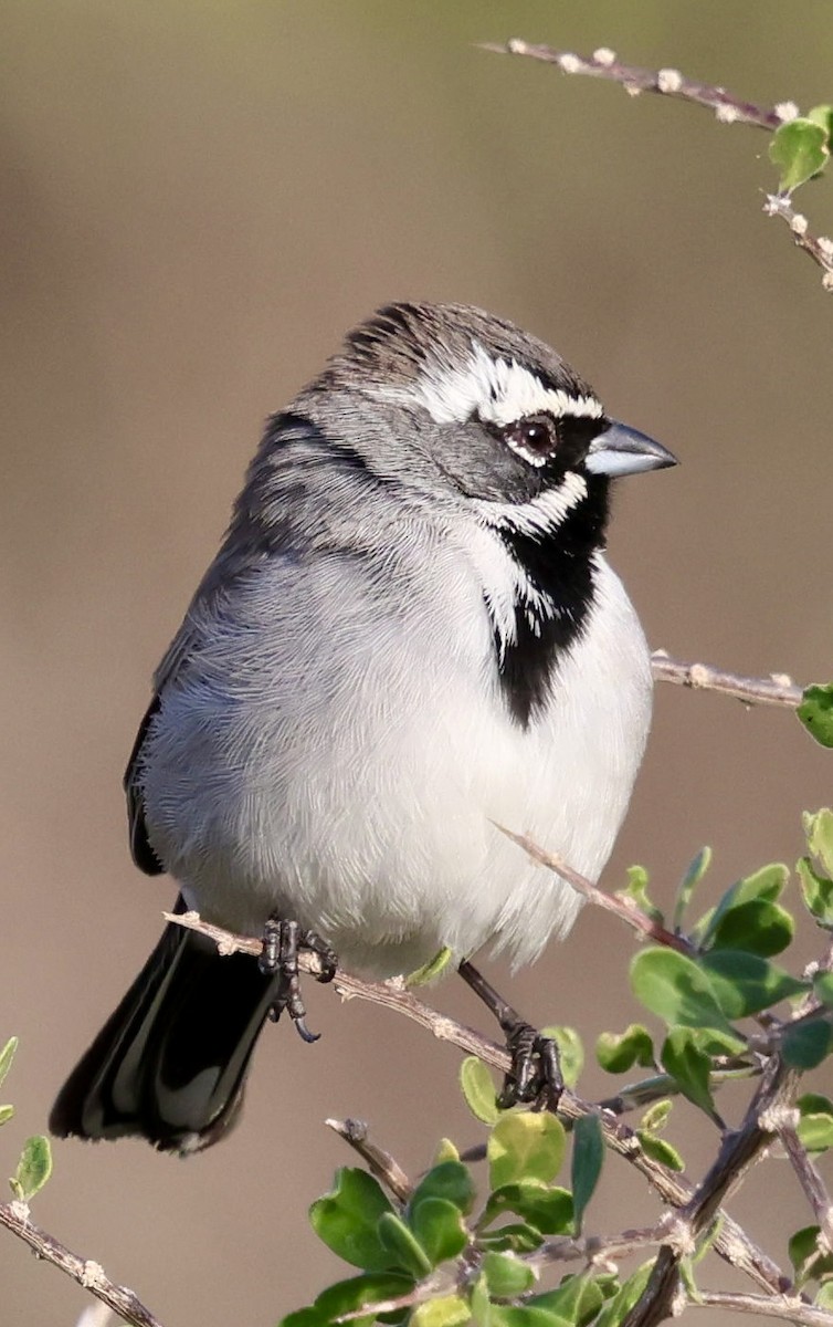 ノドグロヒメドリ - ML647661102