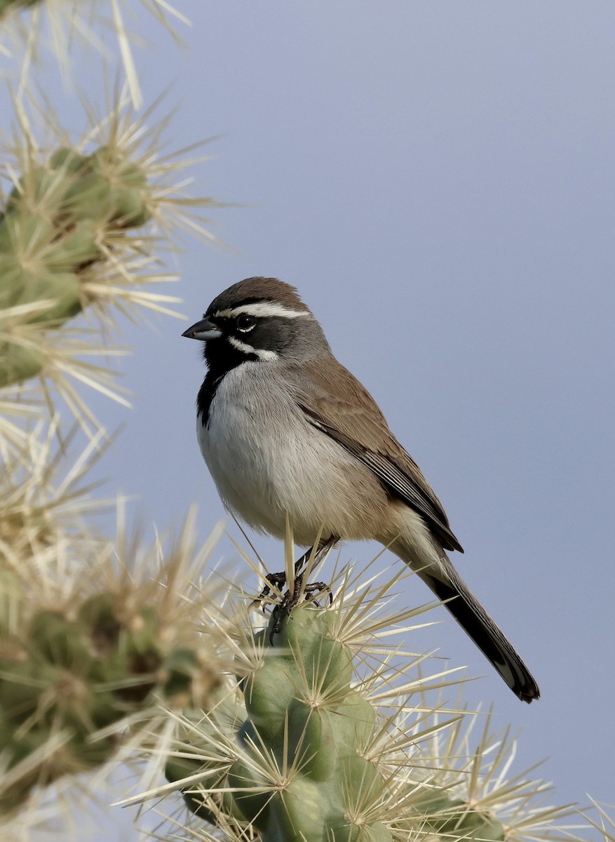 ノドグロヒメドリ - ML647661103