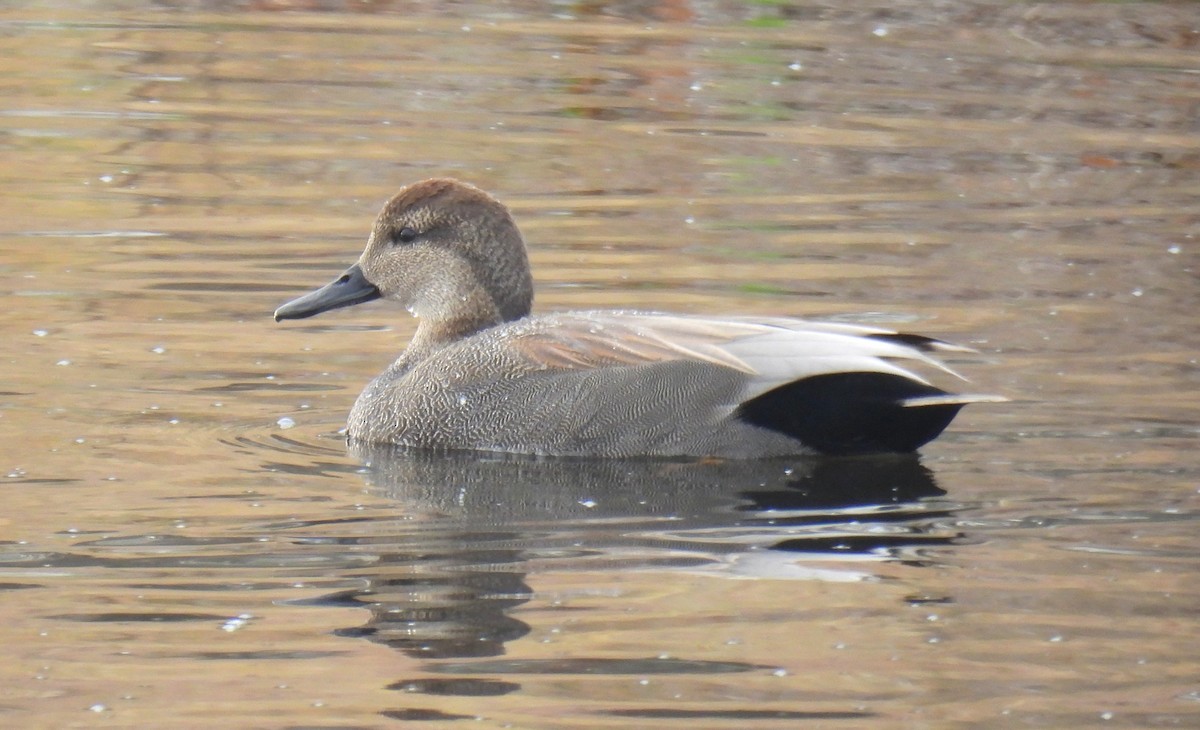 Canard chipeau - ML647661110