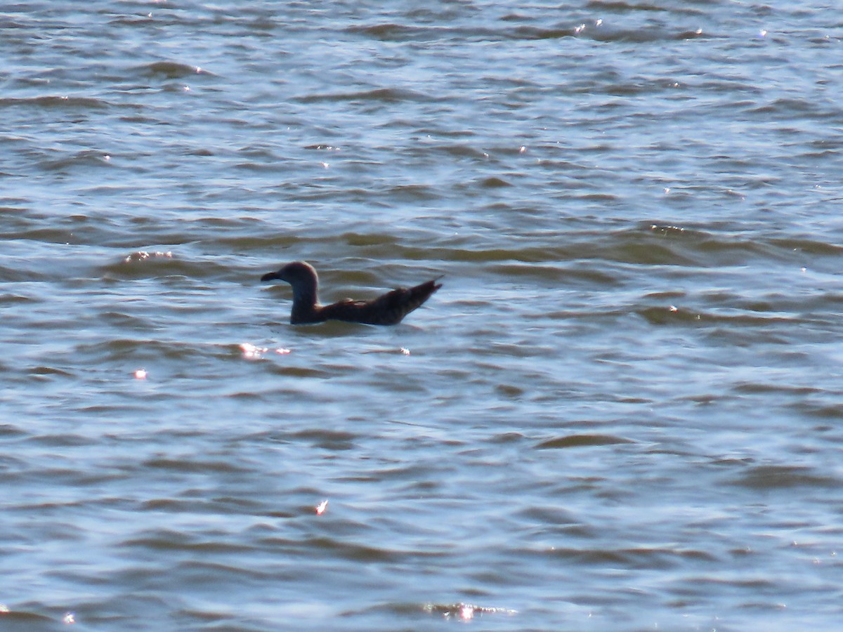 Kaio iluna - ML647661112