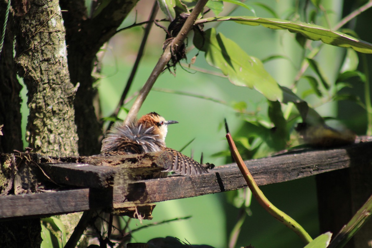 Rufous-backed Wren - ML647661121