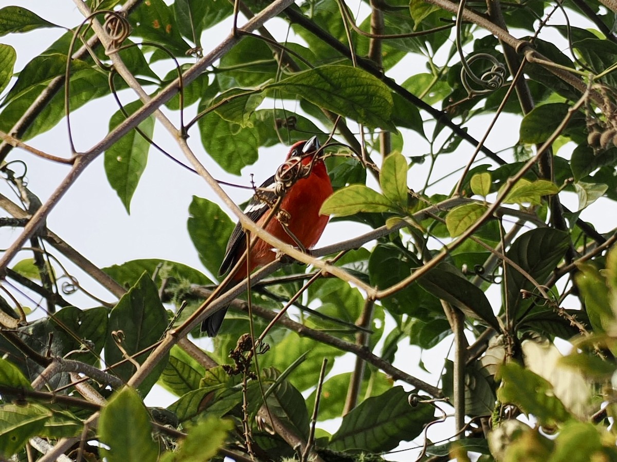 White-winged Tanager - ML647661132