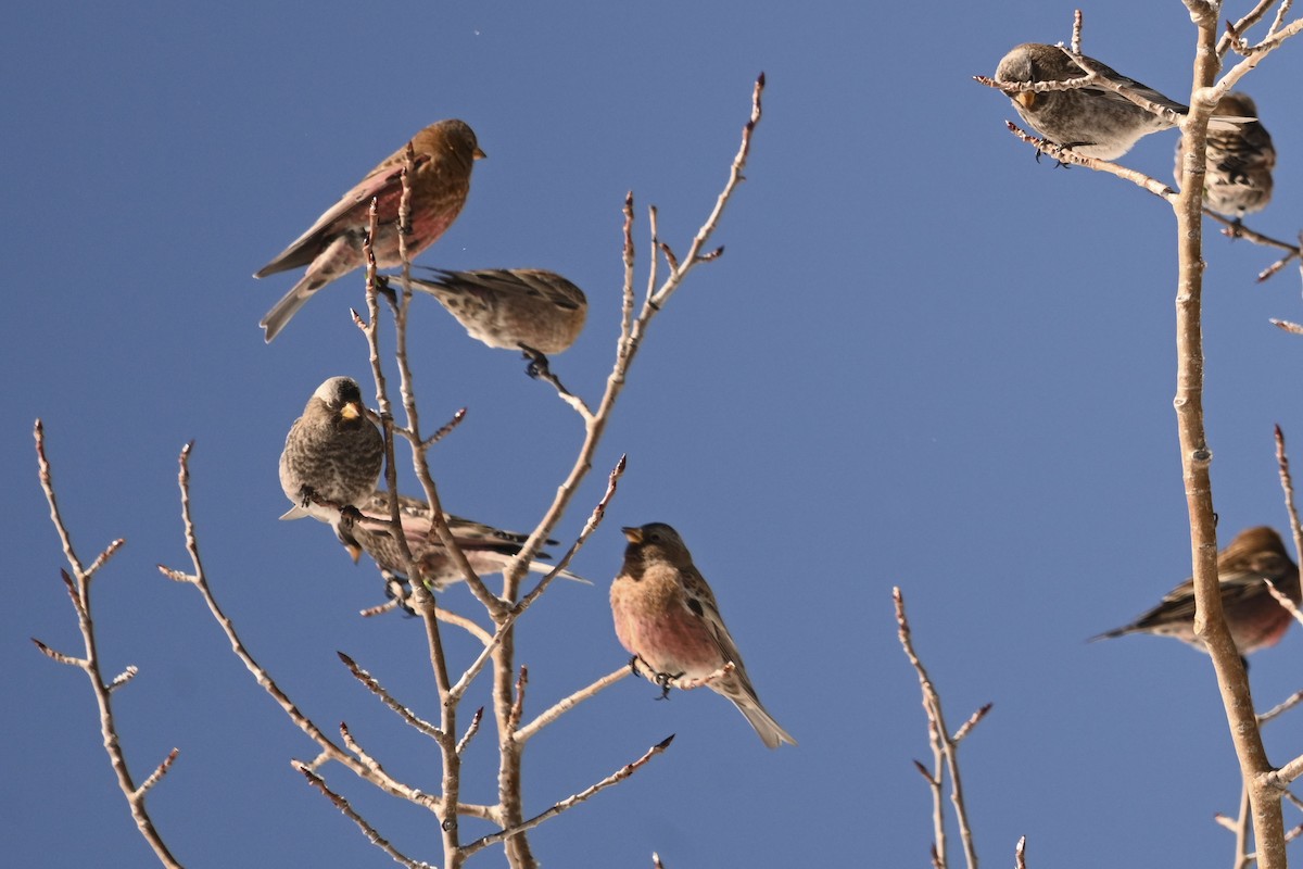 Gray-crowned Rosy-Finch - ML647661150