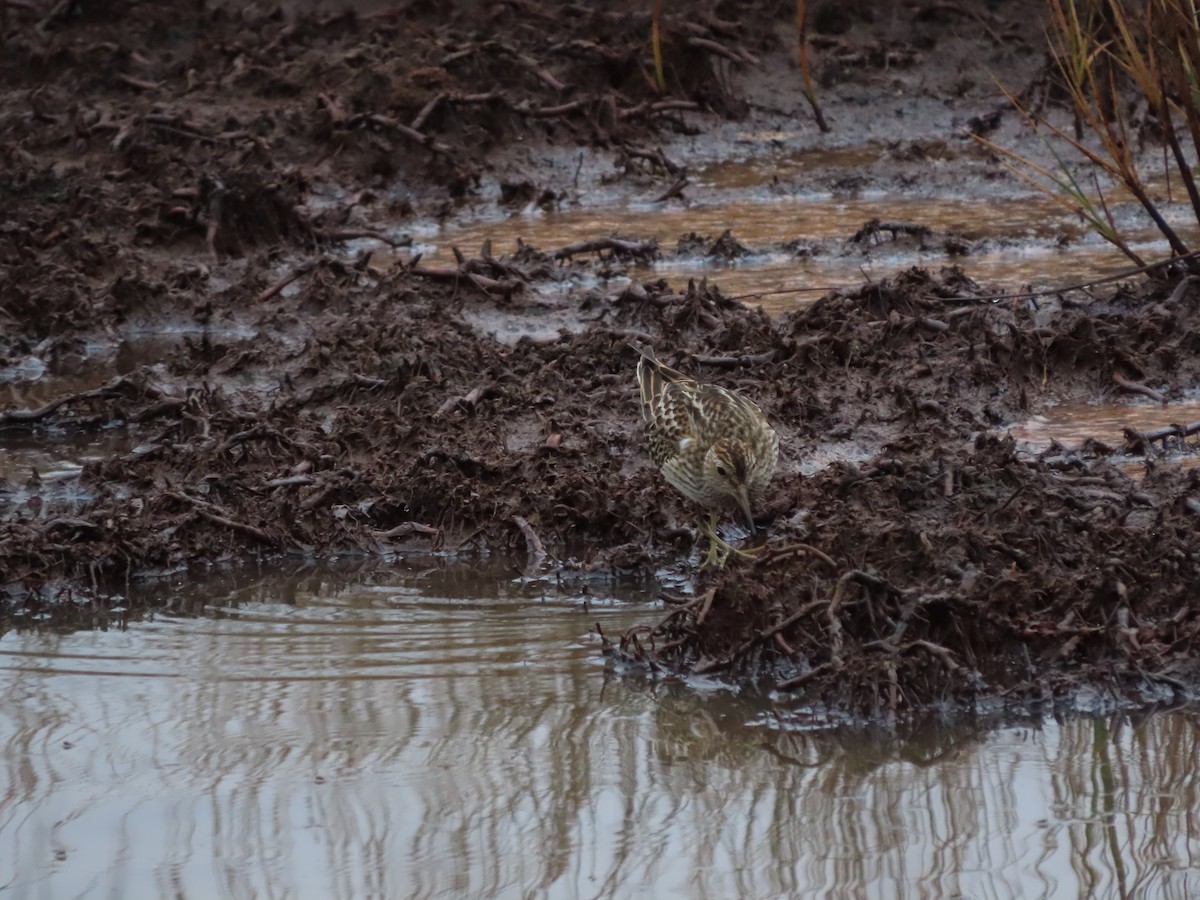 Pectoral Sandpiper - ML647661160