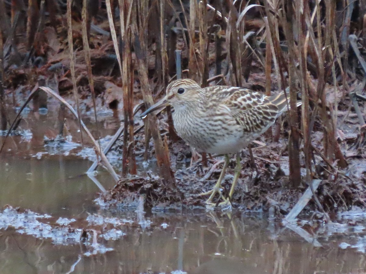 Pectoral Sandpiper - ML647661173