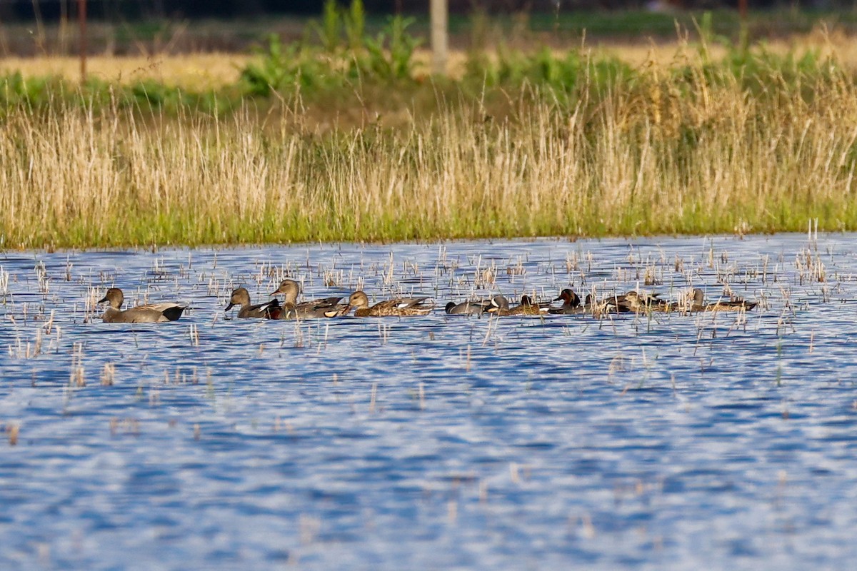 Canard chipeau - ML647661174