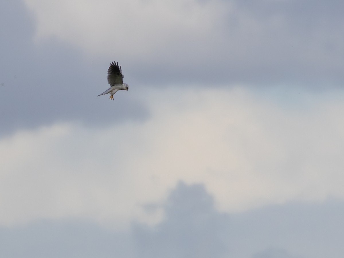 Elanio Maromero - ML647661178