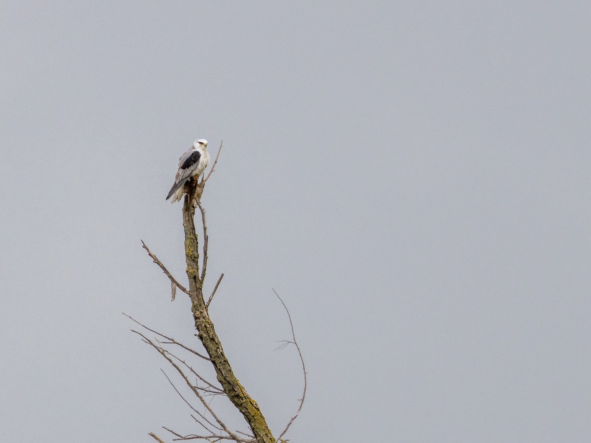 Elanio Maromero - ML647661179