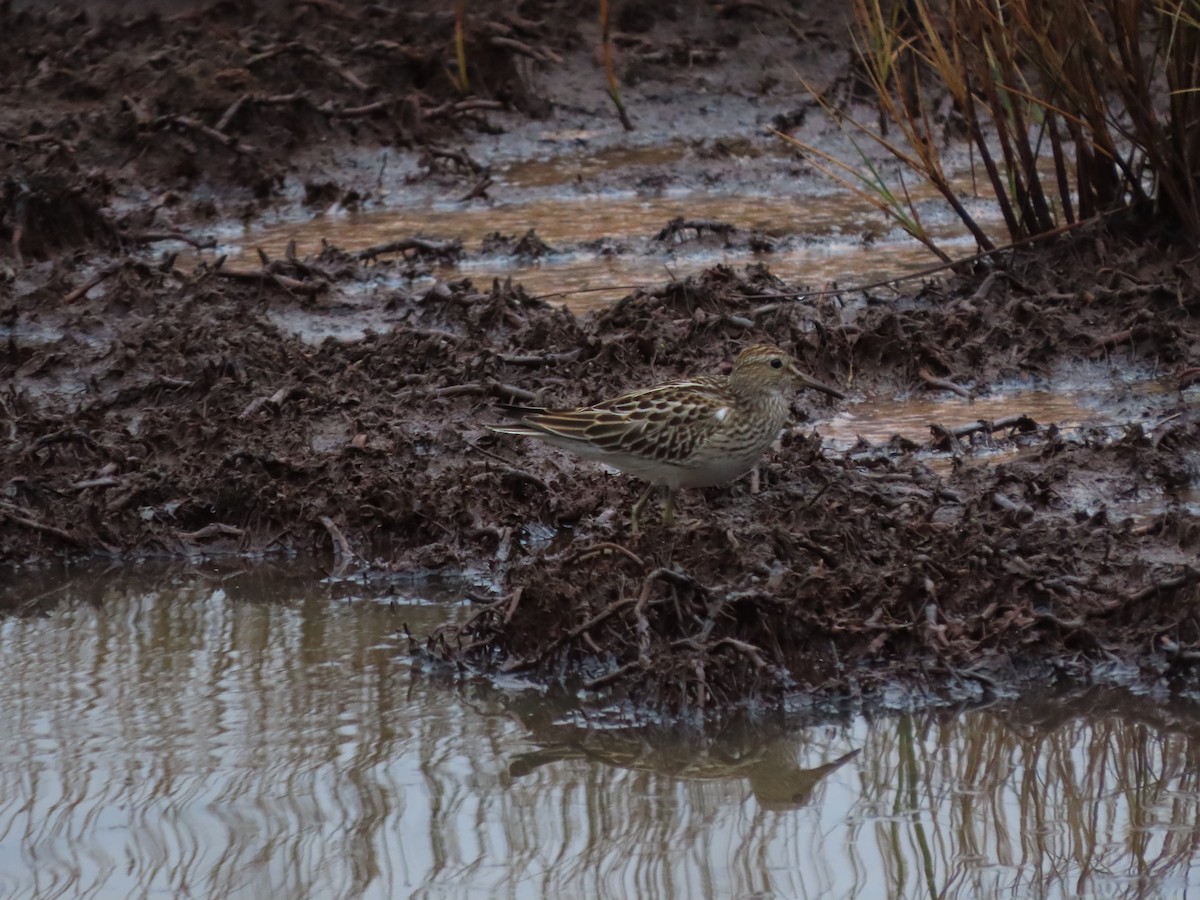 Pectoral Sandpiper - ML647661186