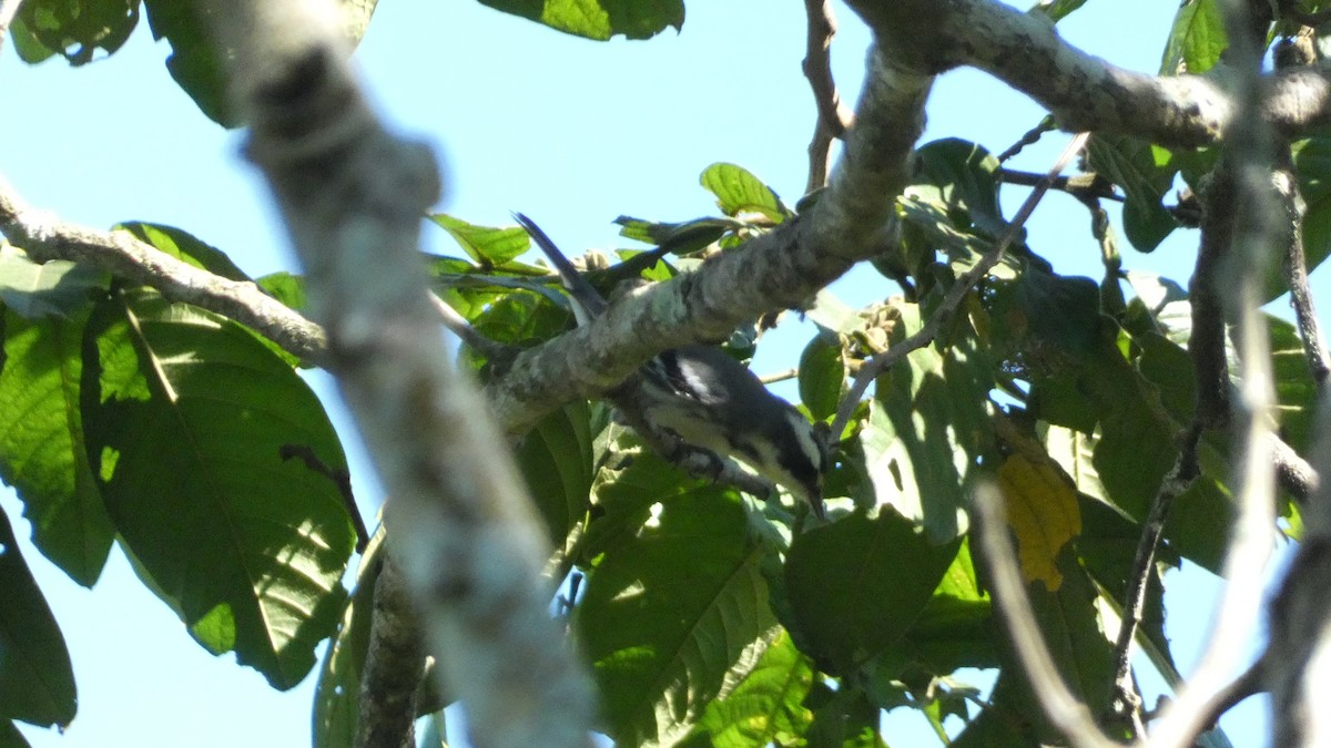 Reinita Gris - ML647661189