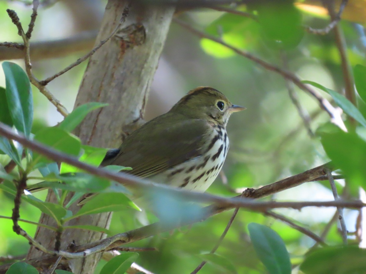 Reinita Hornera - ML647661191