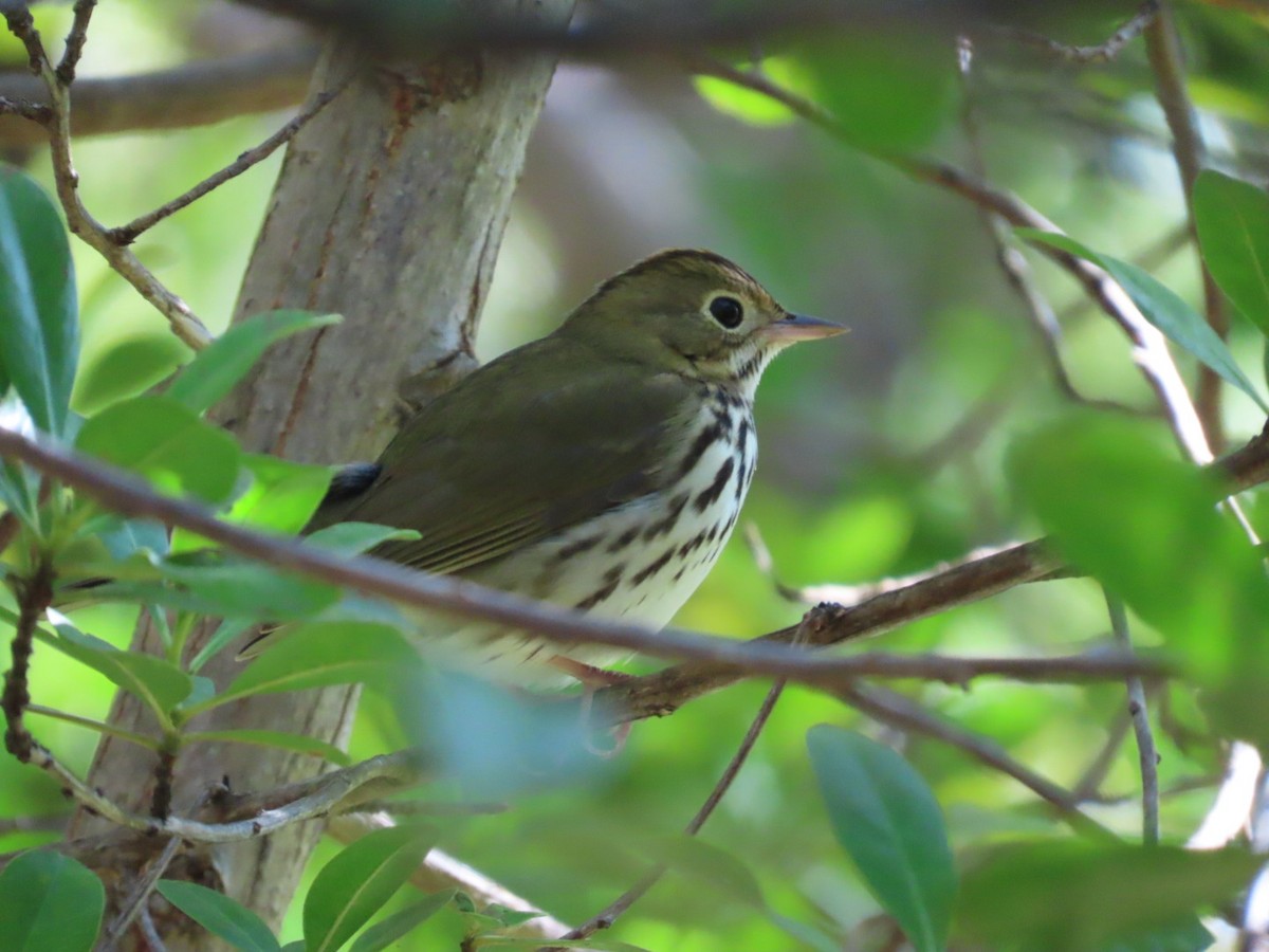 Reinita Hornera - ML647661192