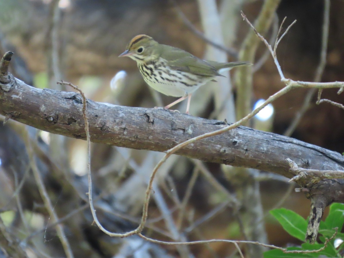 Reinita Hornera - ML647661193