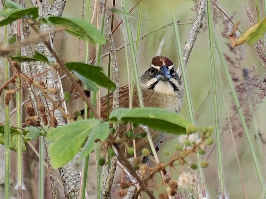 Chingolo Rojizo - ML647661194