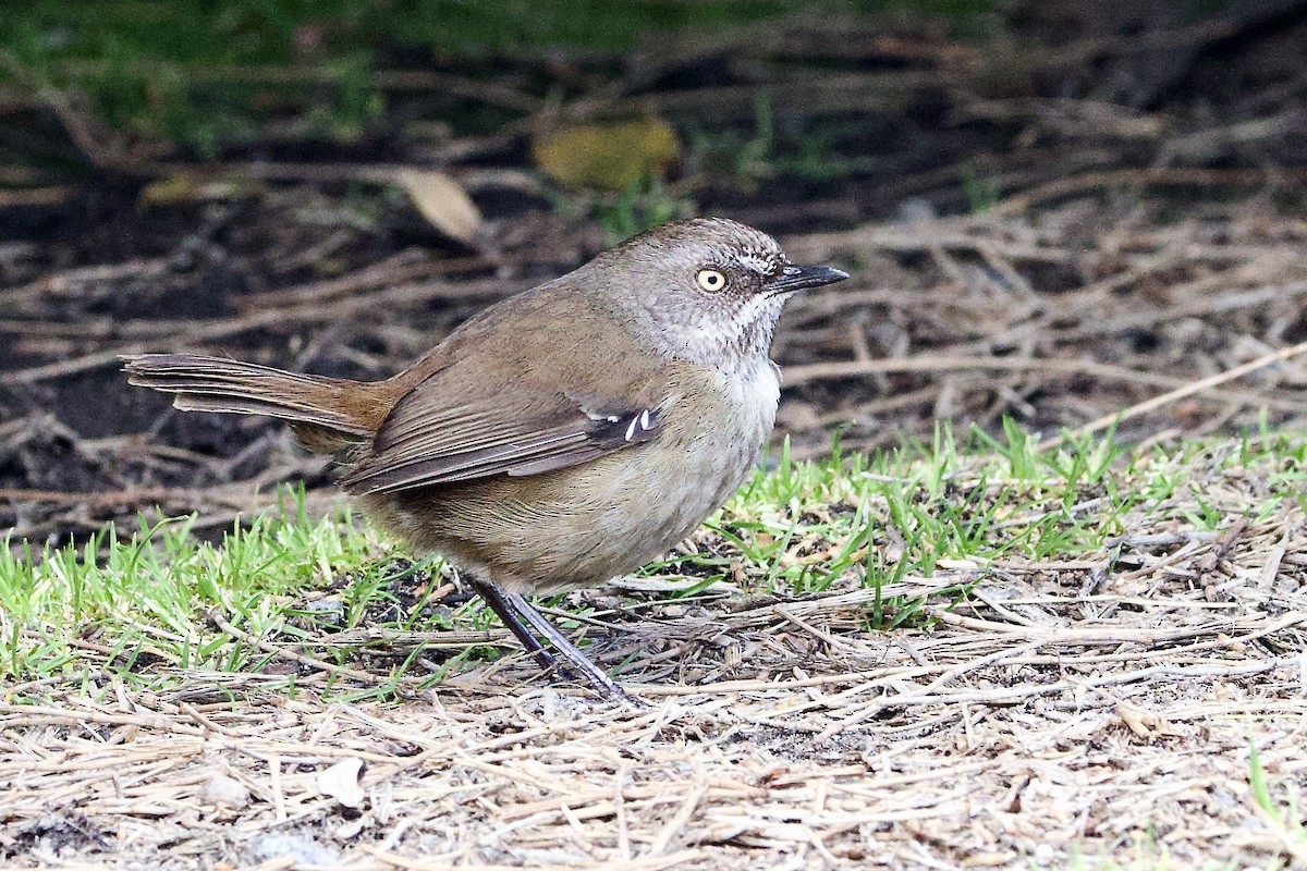 Sedosito Pardo - ML647661195