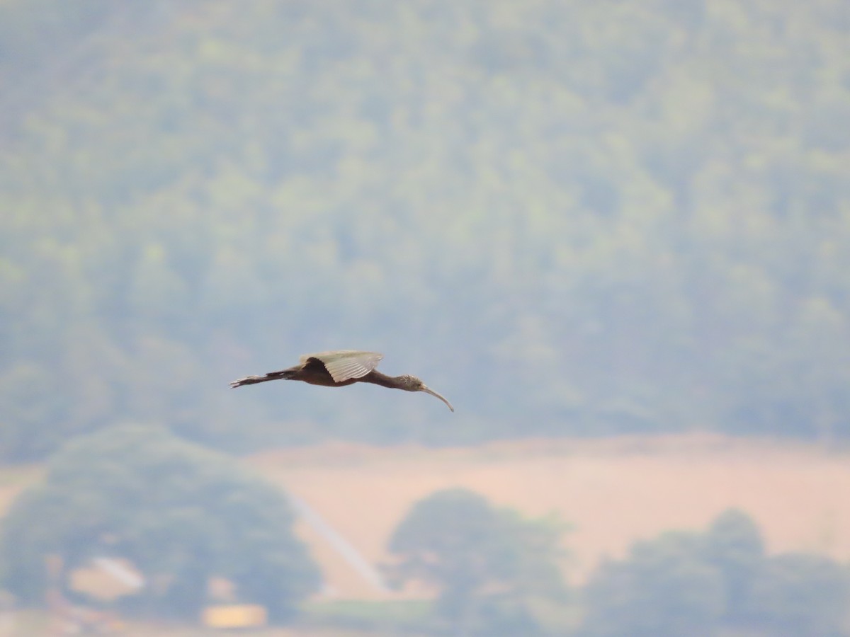 Morito Común - ML647661196