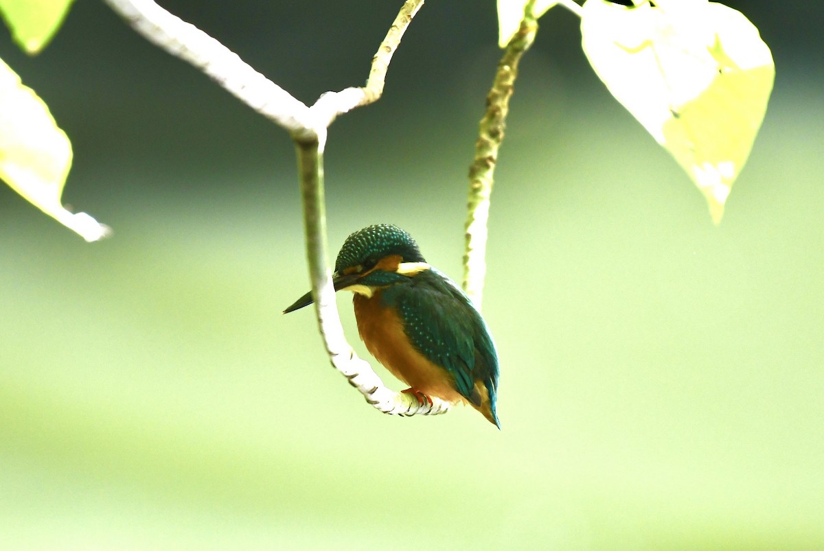 Martín Pescador Común - ML647661198