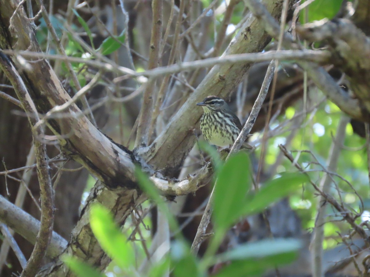 Reinita Charquera Norteña - ML647661199