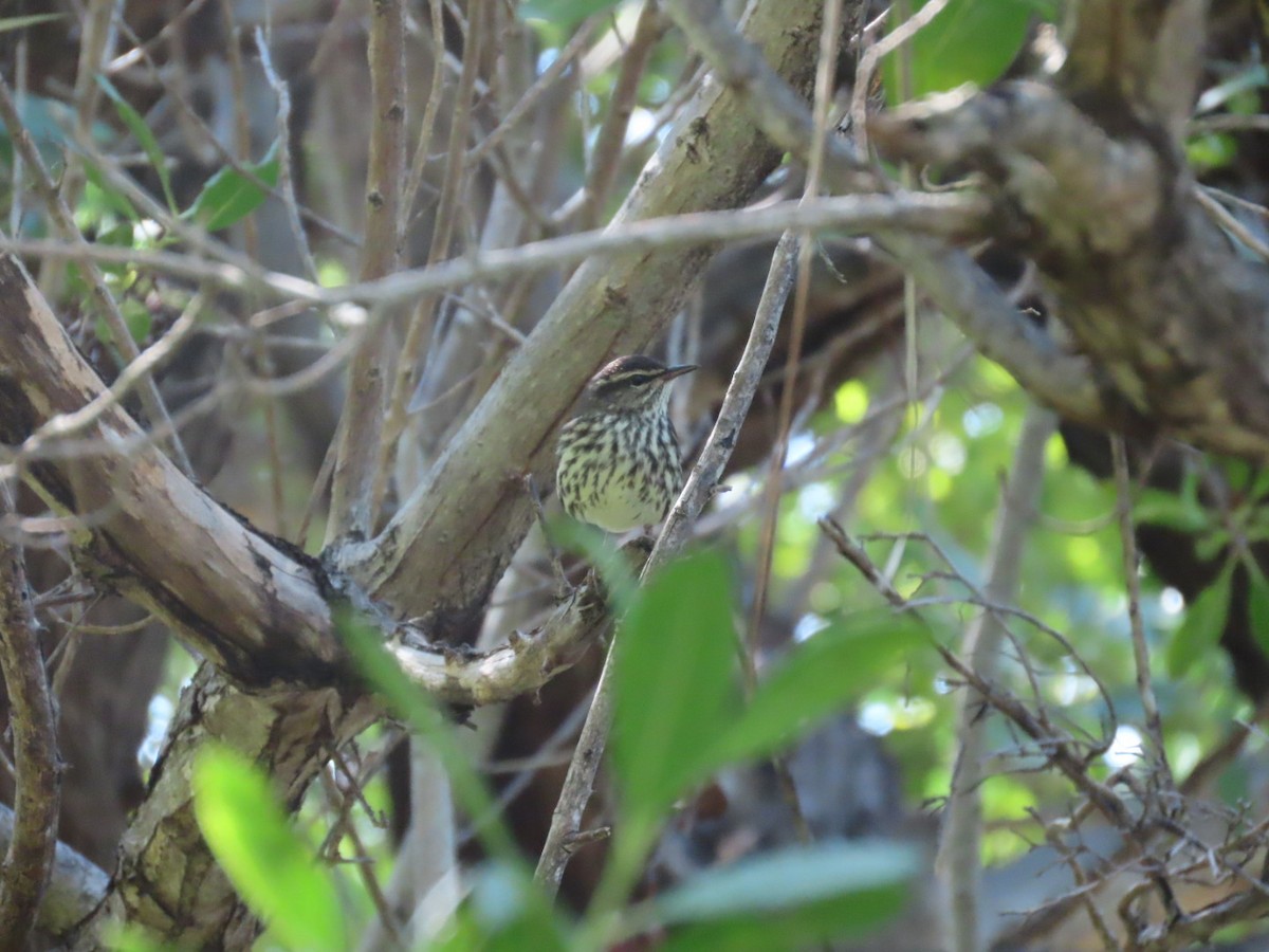 Reinita Charquera Norteña - ML647661200