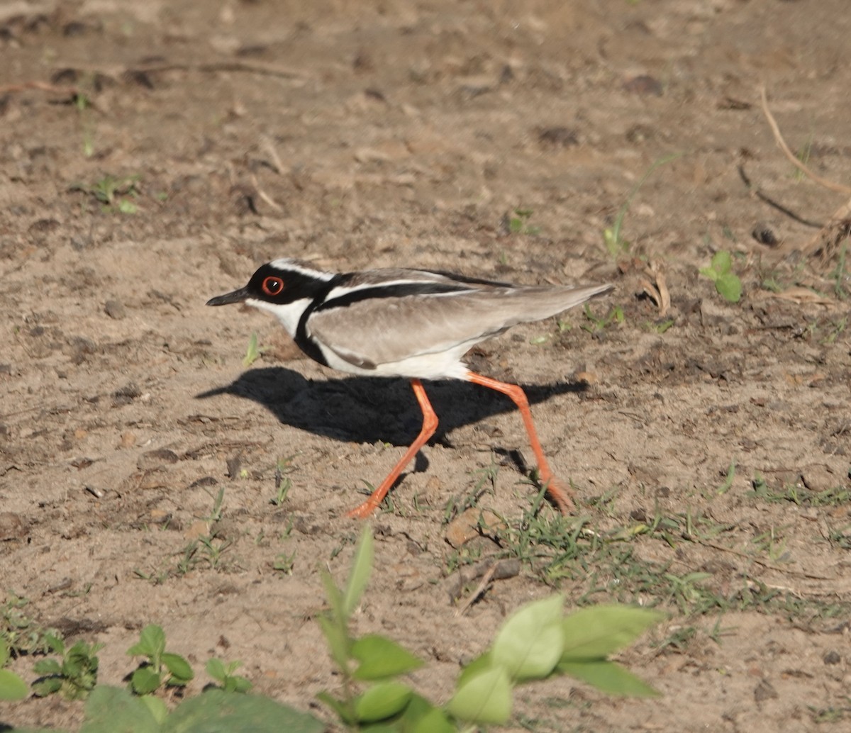 Avefría de Cayena - ML647661202