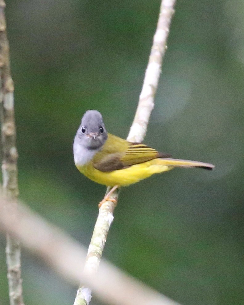 Papamoscas Cabecigrís - ML647661206