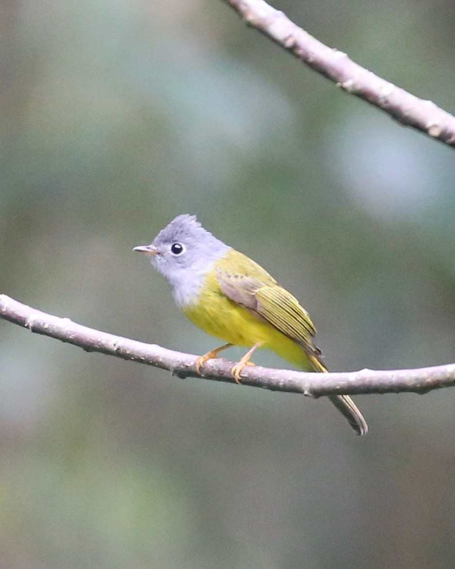 Papamoscas Cabecigrís - ML647661208