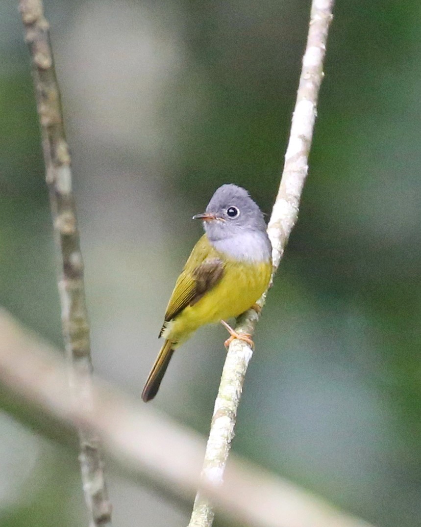 Papamoscas Cabecigrís - ML647661210