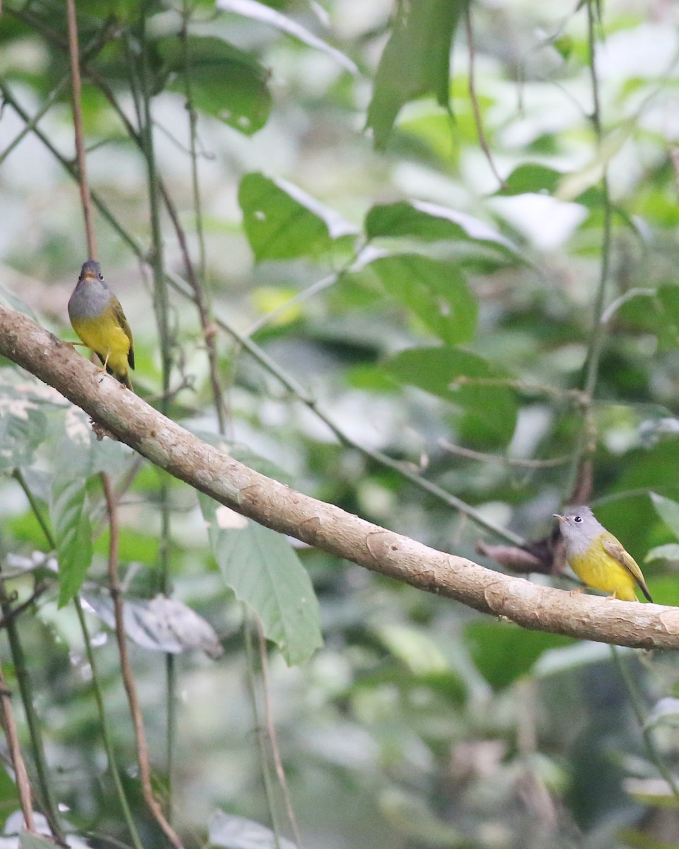 Papamoscas Cabecigrís - ML647661213