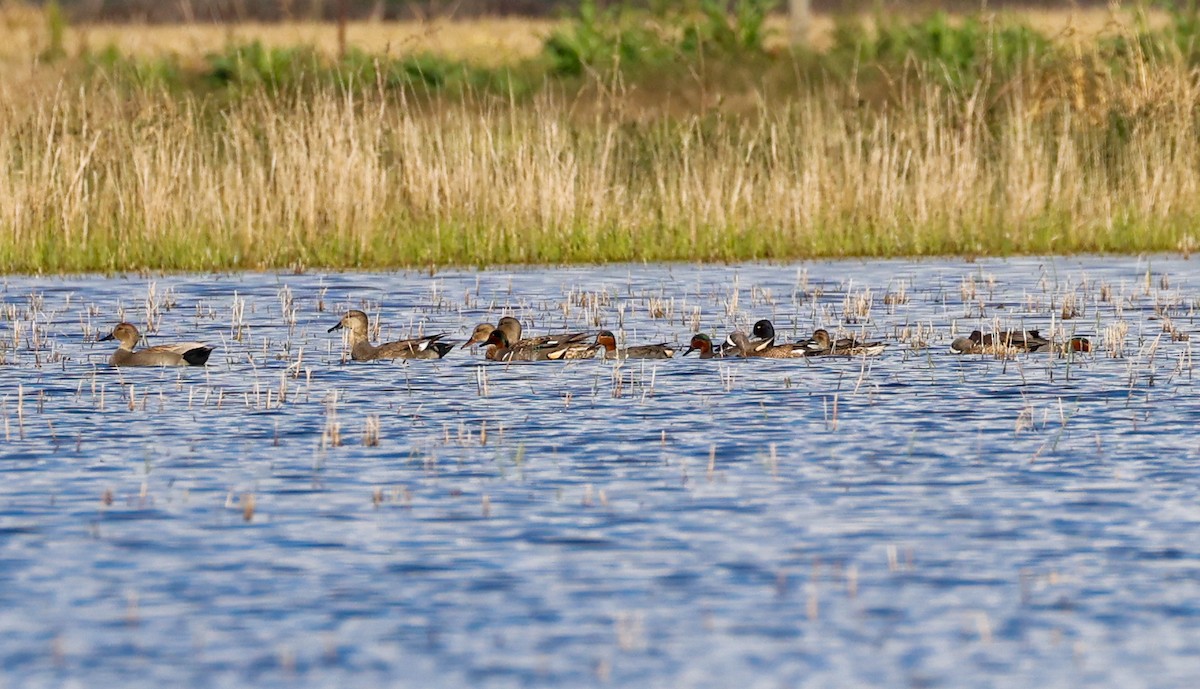 Porrón Bola - ML647661215