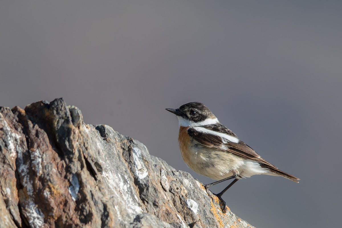 Tarabilla de Hodgson - ML647661216