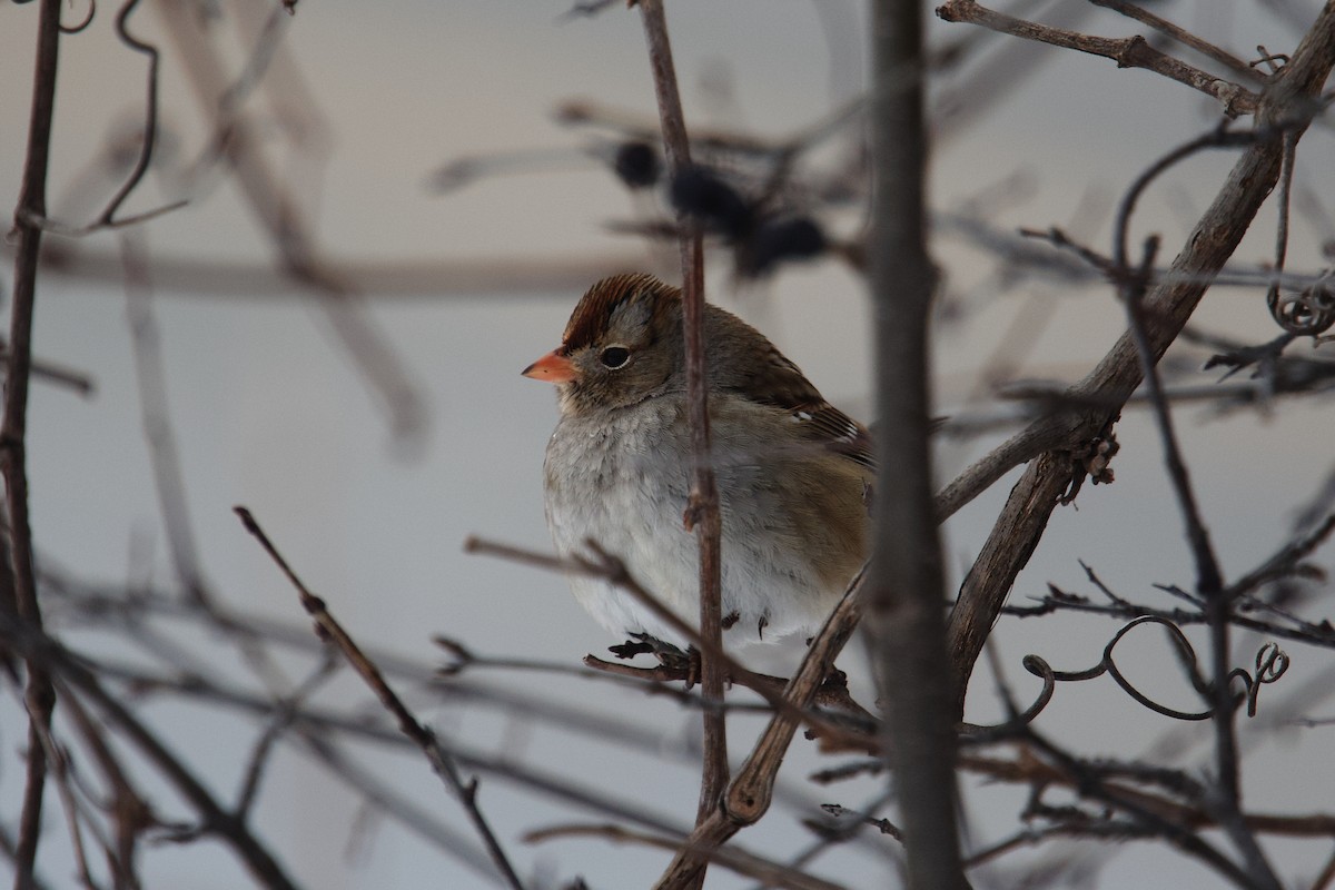 Chingolo Coroniblanco - ML647661217