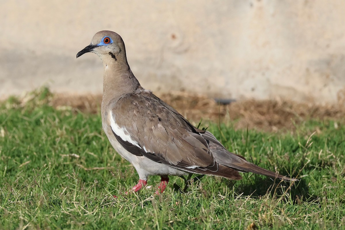 Zenaida Aliblanca - ML647661218