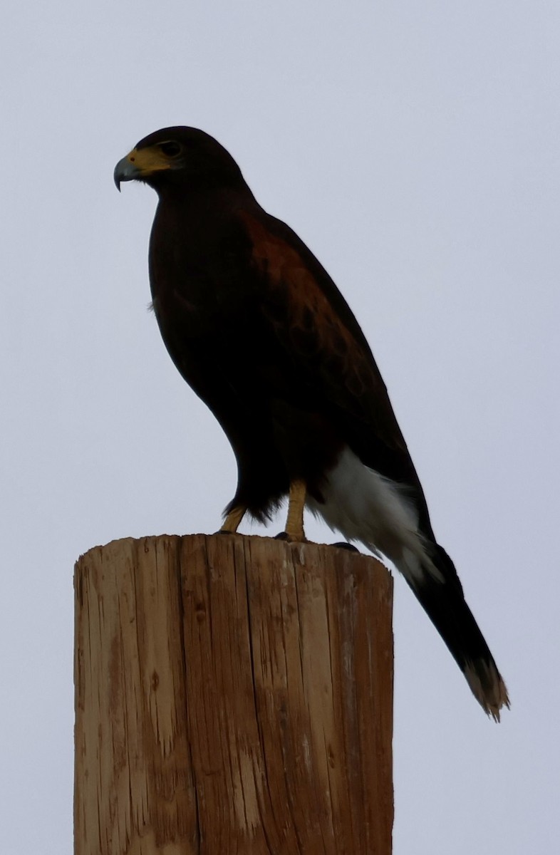 Busardo Mixto - ML647661219