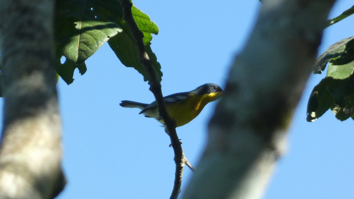 Parula Pitiayumí (Oeste de México) - ML647661220
