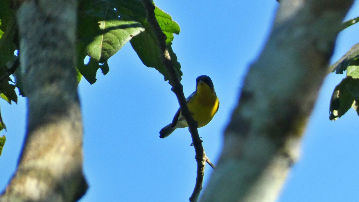 Parula Pitiayumí (Oeste de México) - ML647661221