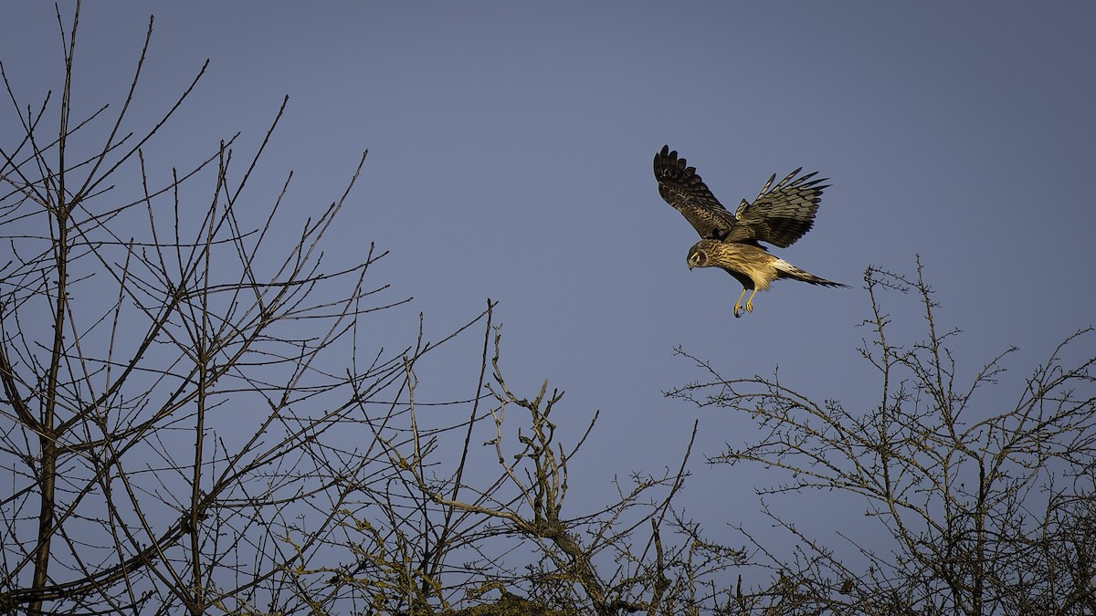 Aguilucho Pálido - ML647661222