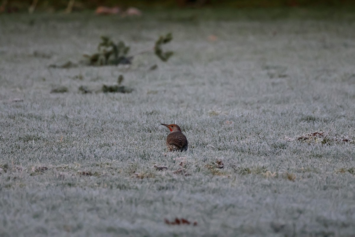 Carpintero Escapulario (Rojizo) - ML647661223